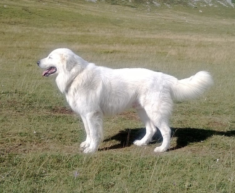 Мареммо-абруццкая овчарка