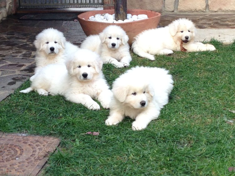 Пиренейская Горная овчарка sobaky