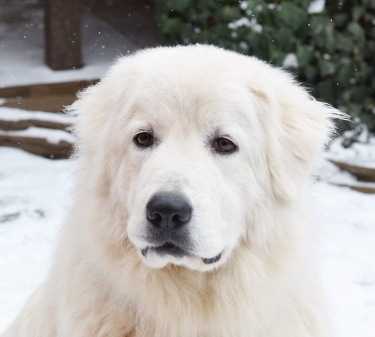 Южнорусская немецкая овчарка