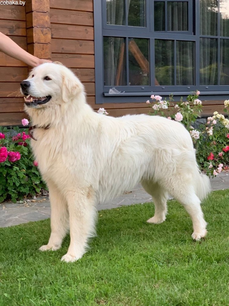 Маремма-абруццкая овчарка