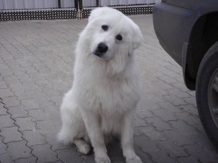 Марена собака щенок