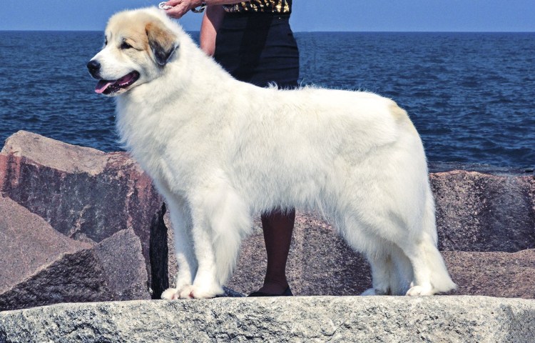 Маремма-абруццкая овчарка