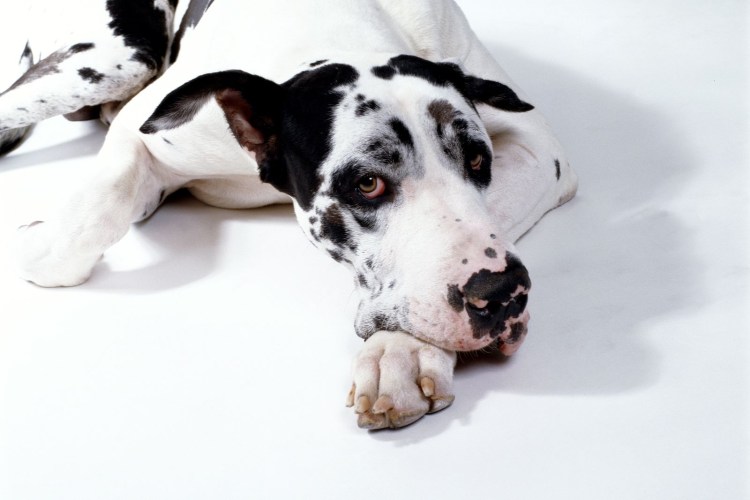 Ювенильный целлюлит щенков лабрадора