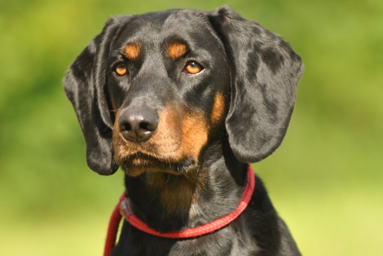 Чума собак возбудитель