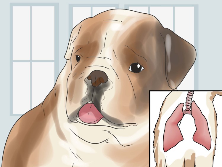 Английский бульдог и ветеринар