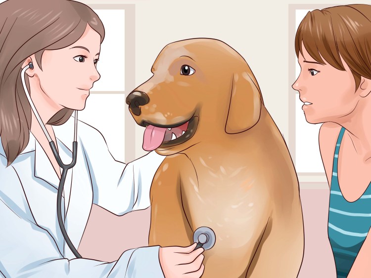 Надгортанник у бульдога