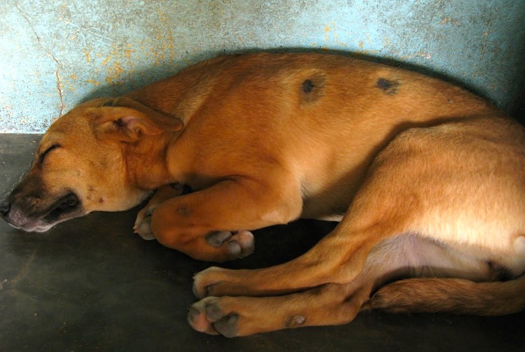 Эурикан DHPPI+LR вакцина семивалентная для собак 1 доза (Eurican dhppi2lr)