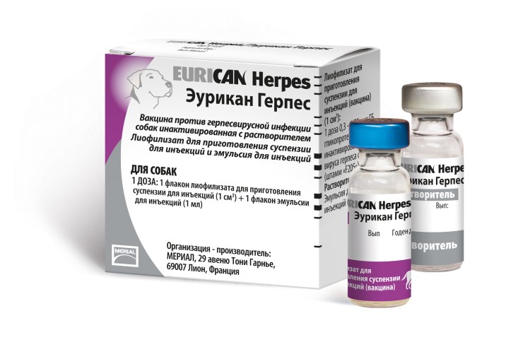 Прыщик у собаки на морде