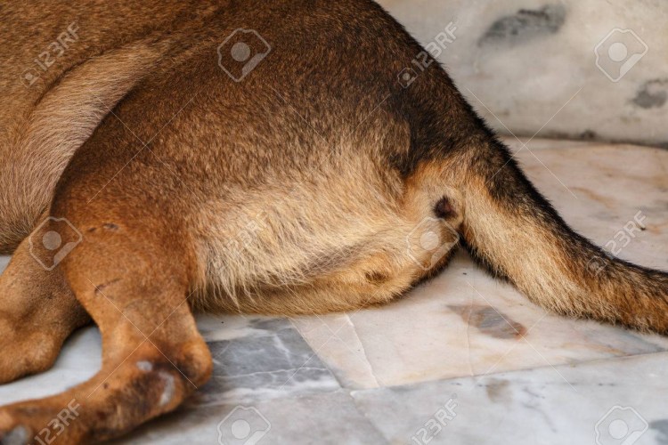 Носик чихуахуа