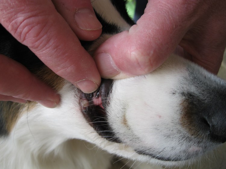 Прыщи на морде у бульдога