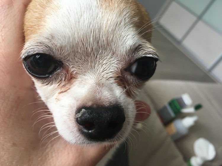 Зубы у шпица померанского