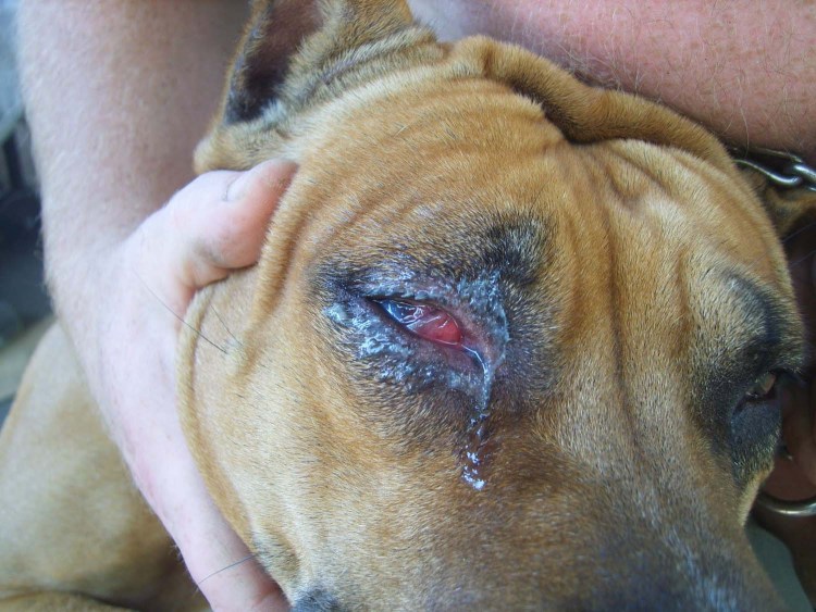 Парвовирусный энтерит (Parvovirus enteritis) у собаки