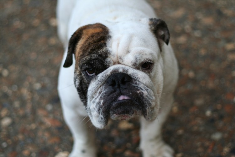 Английский бульдог оскал