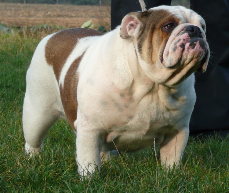 Бразильский бульдог порода