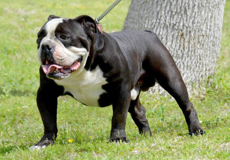 Староанглийский бульдог Дуглас