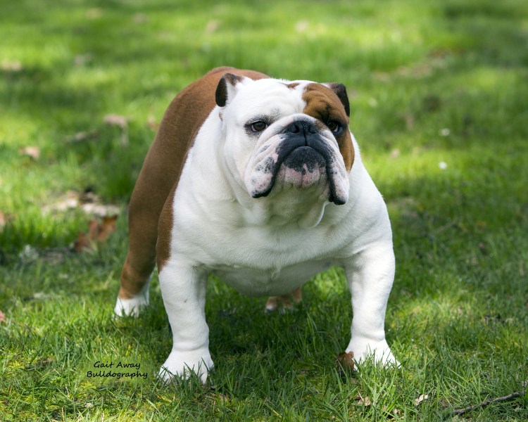 Собака английский бульдог