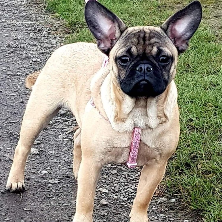 Французский бульдог Метиз