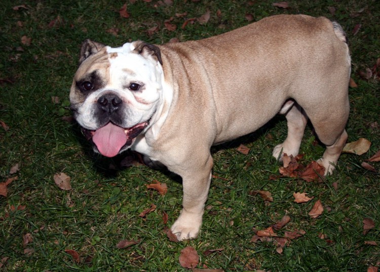 Английский бульдог Шериф