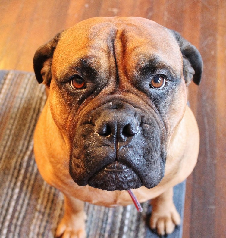 Американский Бульмастиф