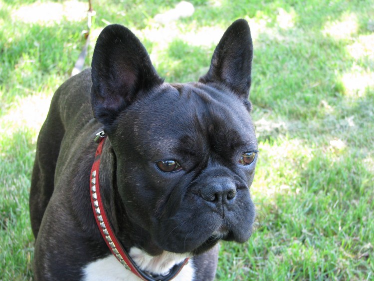 Породы похожие на бульдога