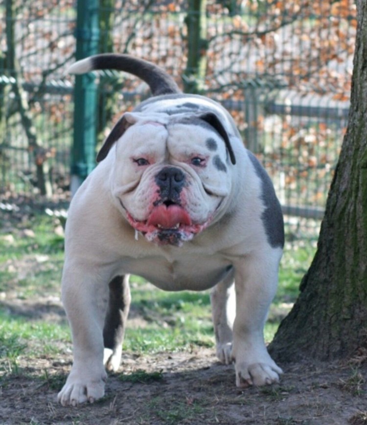 Бульдог американский бультерьер