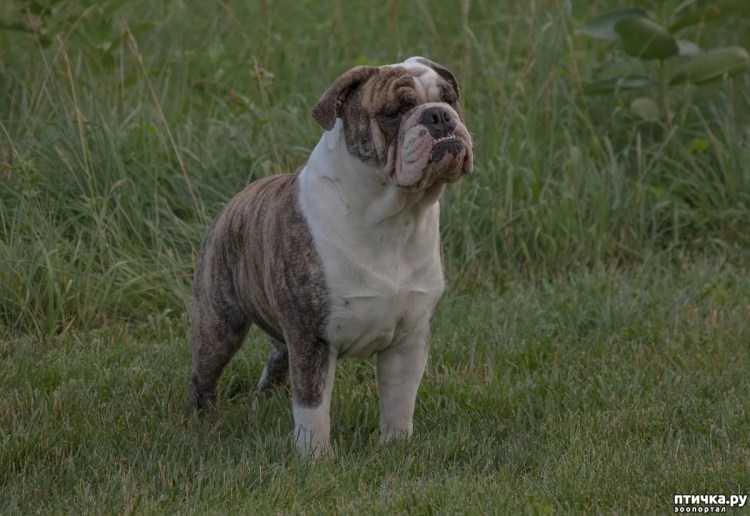Бульдог Чероки