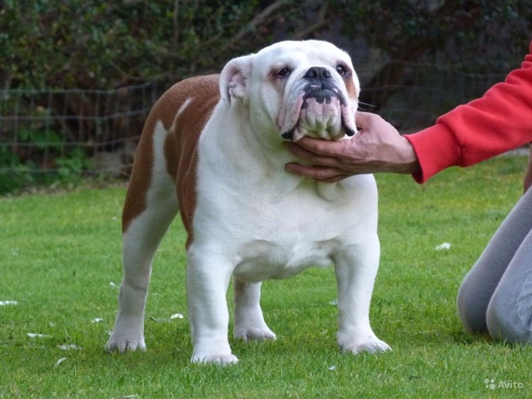 Предки английского бульдога