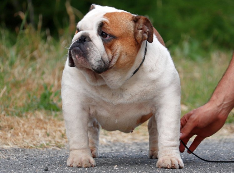 Английский бульдог большой