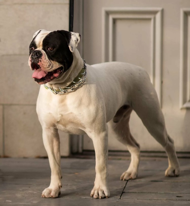 Американский бульдог