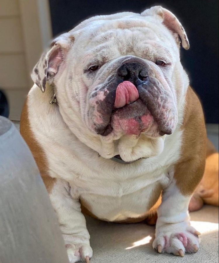Английский бульдог Филипп