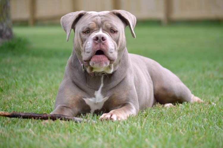 Таиландский бульдог