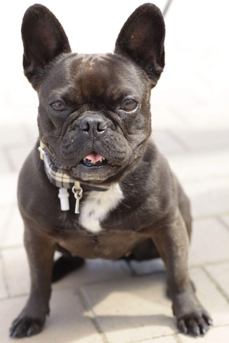 Бургосский бульдог