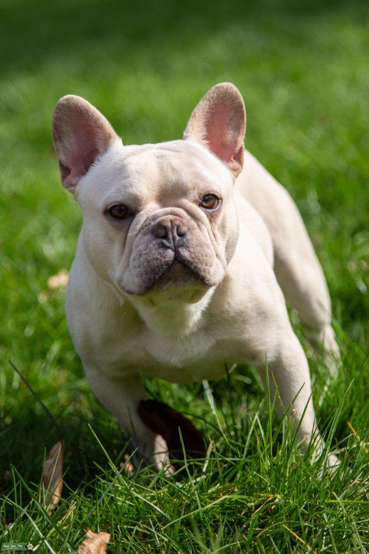 Бургосский бульдог