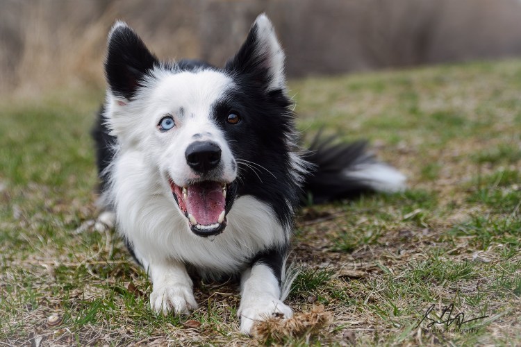 Бордер колли и овчарка