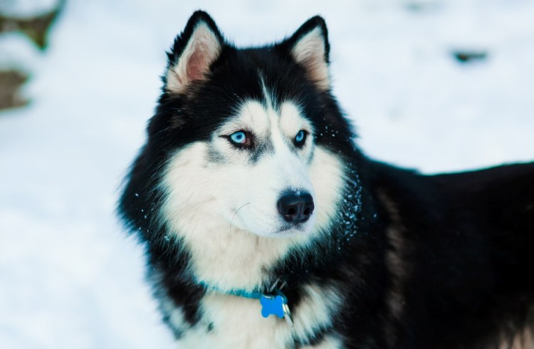 Бордер колли черно белый