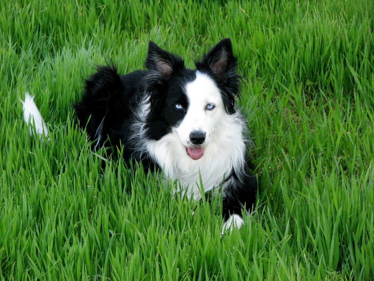 Белая гладкошерстная собака с голубыми глазами