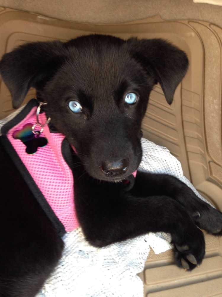 Бордер колли белый