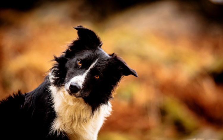 Белый щенок с голубыми глазами