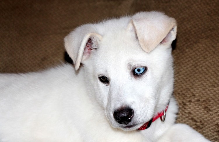 Белая волчица с голубыми глазами