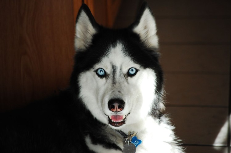 Бордер колли голубоглазый