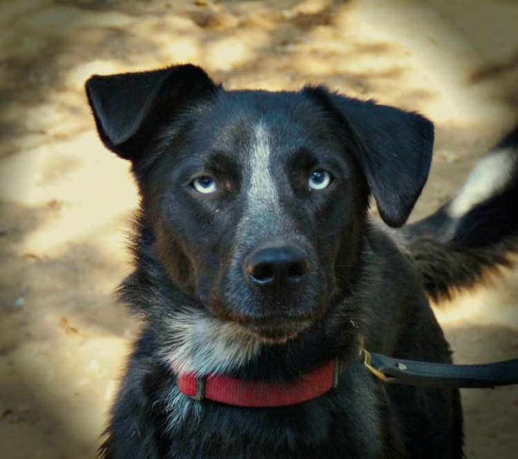 Сибирская лайка альбинос