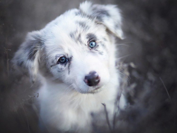 Пёс дворняги с голубыми глазами