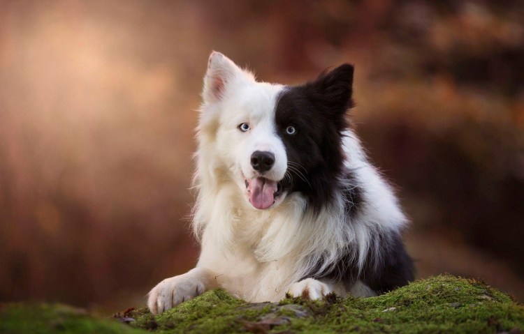 Метис хаски черный