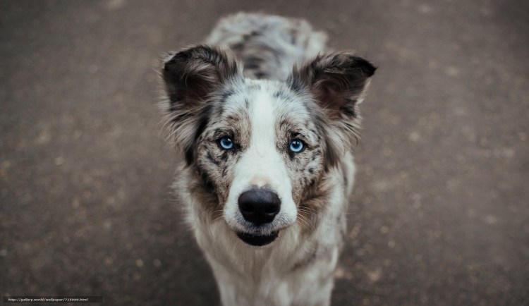 Бордер колли Арлекин