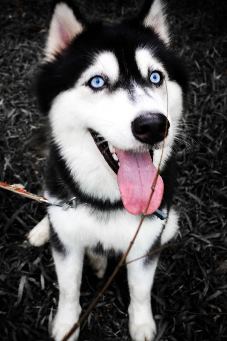 Сибирская чёрная лайка с помесью хаски