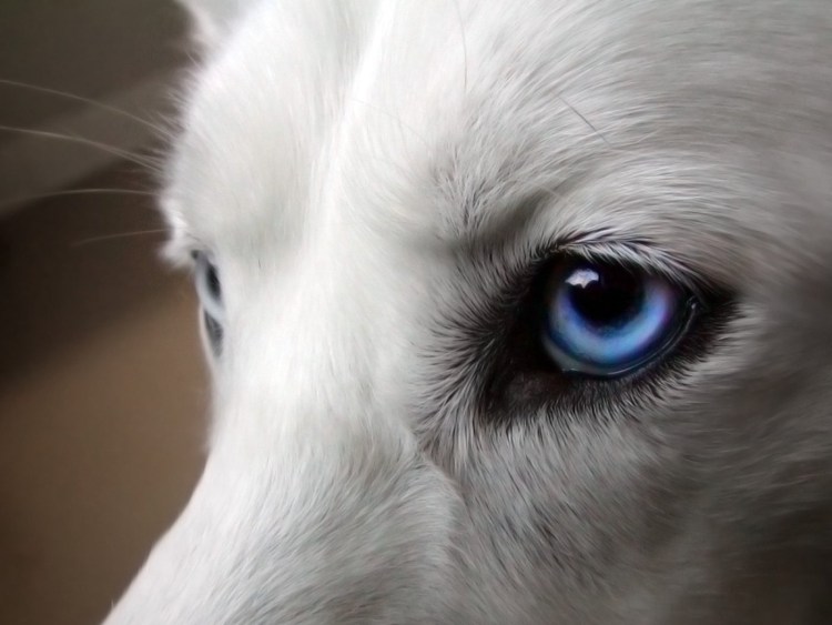 Белый хаски гетерохромия