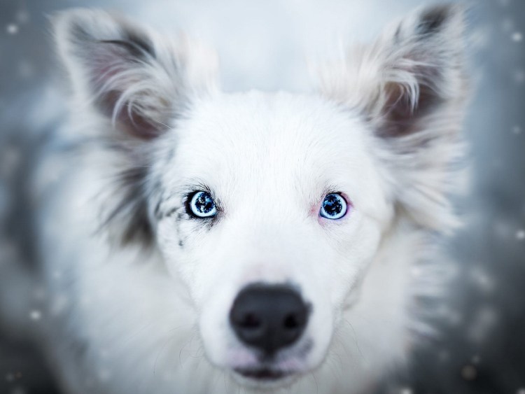 Сибирский хаски глаза