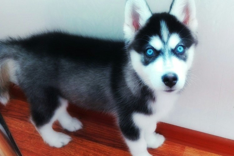 Чёрный хаски с голубыми глазами