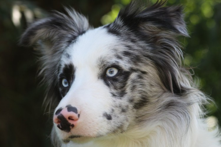 Сибирский хаски