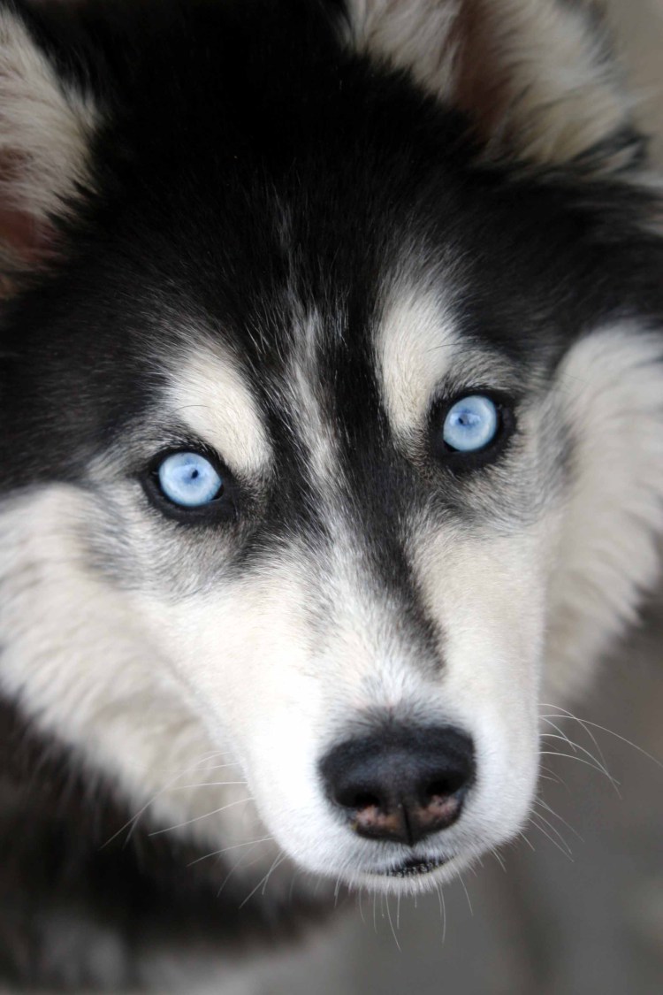 Хаски разноглазая черная